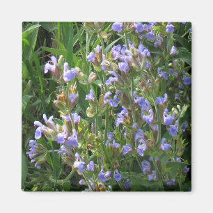 Blue Sage Flowers Magnet