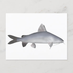 Blue Salmon Catfish Postcard