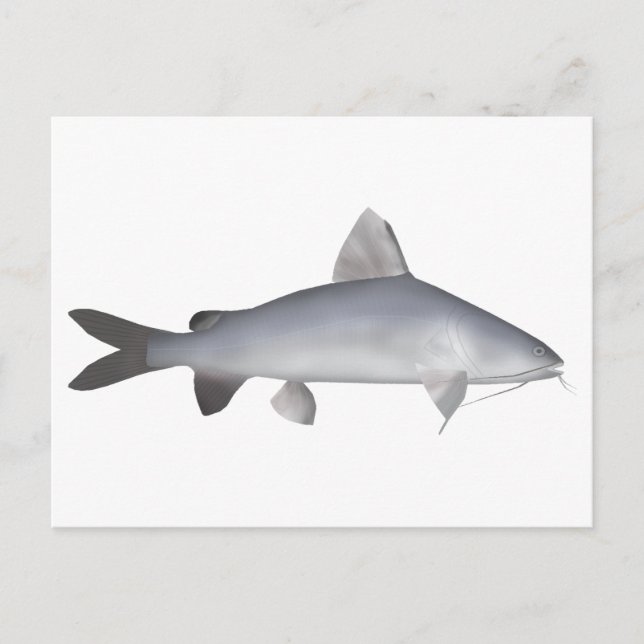 Blue Salmon Catfish Postcard (Front)