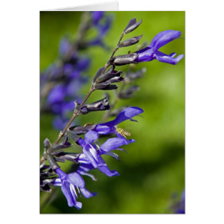 Blue Salvia