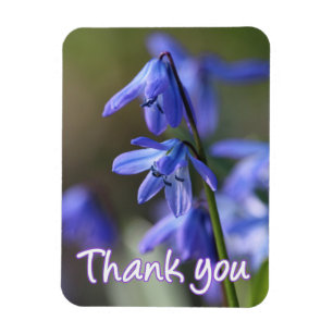 Blue Scilla siberica (Wood Squill) Flowers Magnet
