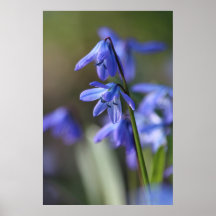 Blue Scilla siberica (Wood Squill) Flowers