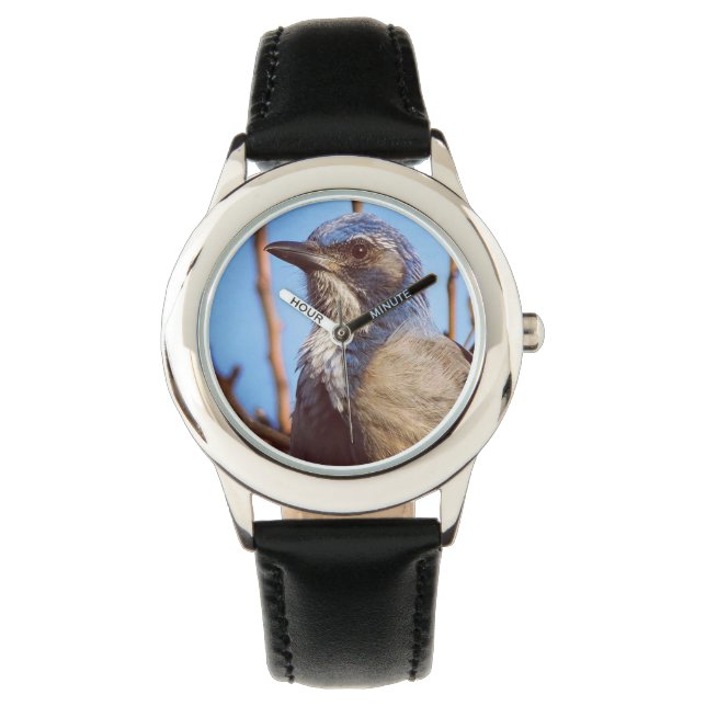 Blue Scrub Jay Bird in Sunlight Watch (Front)