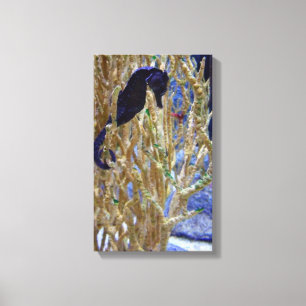 Blue Seahorse Canvas Print