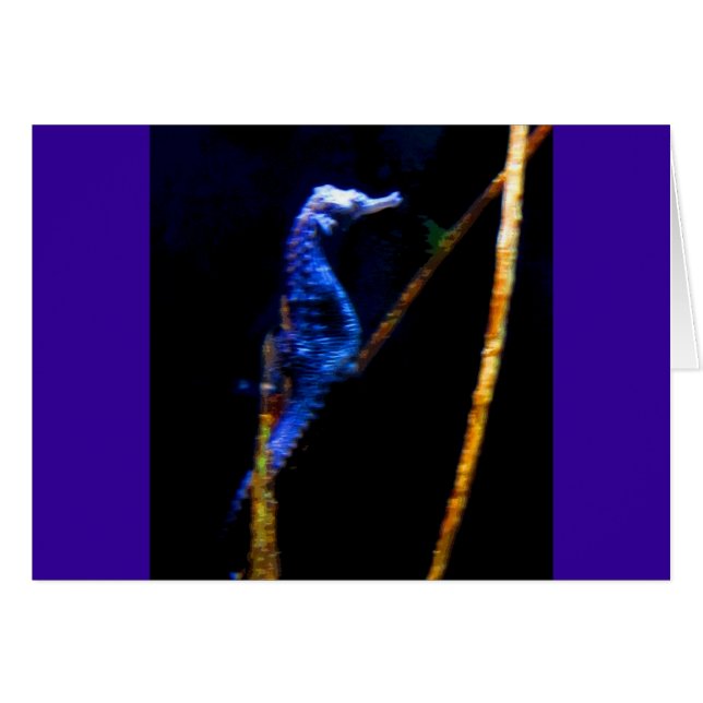 Blue Seahorse CB (Front Horizontal)