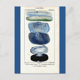 blue seashells vintage botanical French beach art Postcard