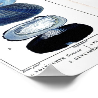 blue seashells vintage botanical French beach art Poster