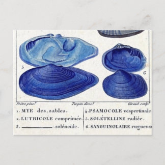 blue seashells vintage botanical French ocean art Postcard