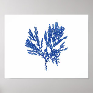 Blue Seaweed #4 42x32cm Poster