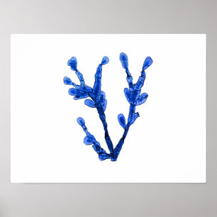Blue Seaweed #8 42x32 cm Beach Wall Decor