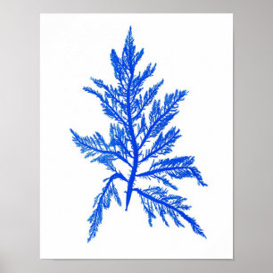 Blue Seaweed Print No. 7 Coastal Botanical Print.
