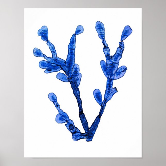 Blue Seaweed Print No. 8 Coastal Botanical Print. (Front)