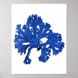 Blue Seaweed Print No. 9 Coastal Botanical Print.
