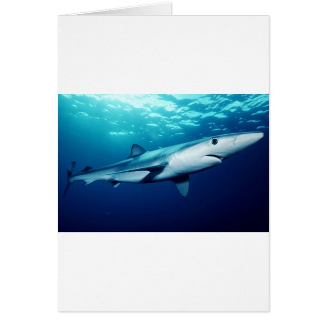 Blue Shark (Front)
