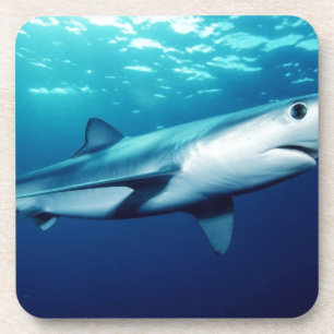 Blue Shark Coaster