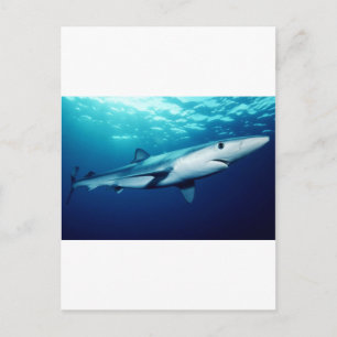 Blue Shark Postcard