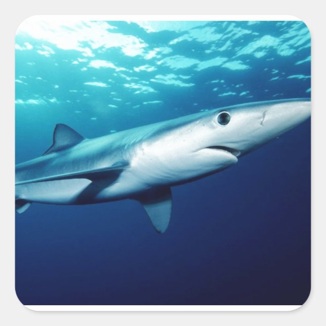 Blue Shark Square Sticker (Front)