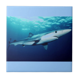 Blue Shark Tile