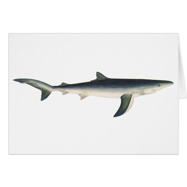 Blue Shark, Vintage Aquatic Ocean Marine Life (Front Horizontal)