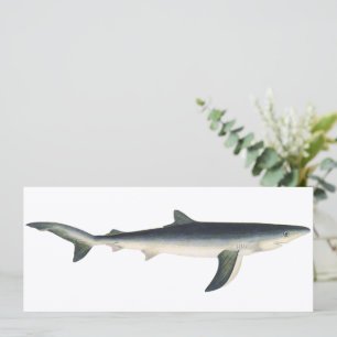 Blue Shark, Vintage Aquatic Ocean Marine Life