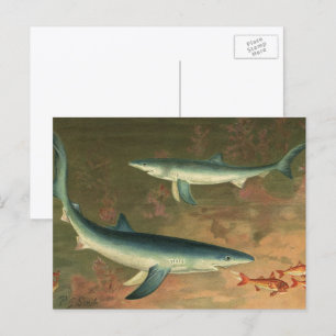 Blue Sharks Eating Fish, Vintage Marine Life Postcard