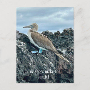 Blue Shoes Bird Postcard