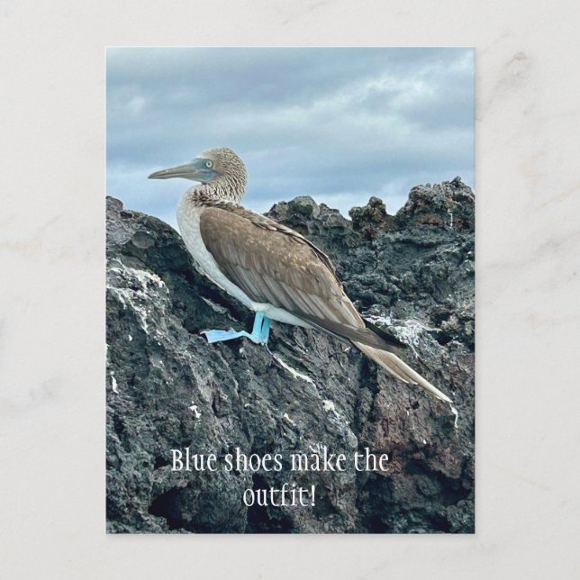 Blue Shoes Bird Postcard (Front)
