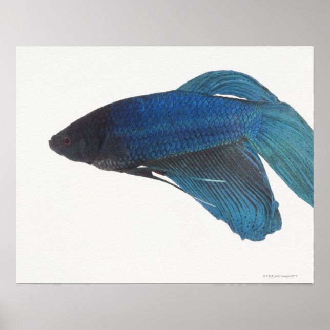 Blue Siamese Fighting Fish Poster (Front)