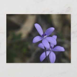 Blue Silky Orchid Postcard