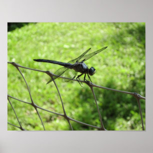 Blue Skimmer Poster