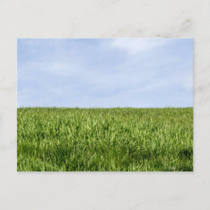Blue Sky And Green Grass Postcard