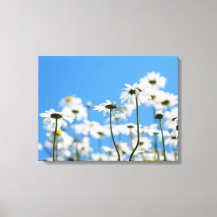 Blue sky and white daisies canvas print