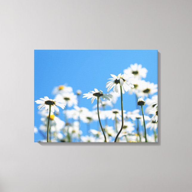 Blue sky and white daisies canvas print (Front)