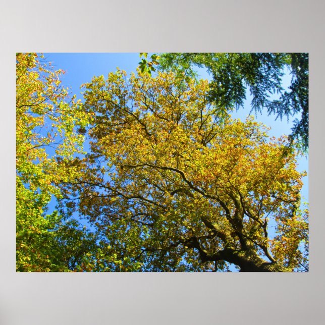 Blue Sky & Autumn Foliage - Personalised Poster (Front)