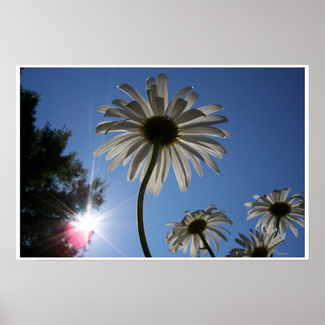 Blue Sky Daisy 3 Poster (Front)