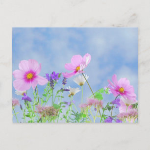 Blue Sky Field of Wildflowers Pastel Floral  Photo Postcard
