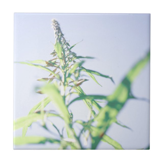 Blue Sky Green Plant Leaves Purple Flowers Tile (Front)