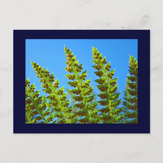 Blue Sky postcards Green Ferns Fronds nature (Front)
