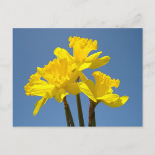 Blue Sky postcards Yellow Daffodil Flower Floral