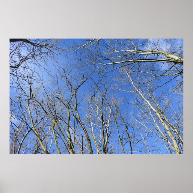 Blue Sky , Trees in Winter Poster (Front)