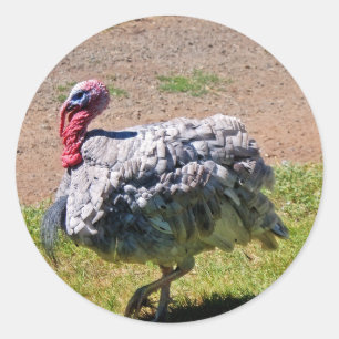 Blue Slate Thanksgiving Day Turkey Classic Round Sticker