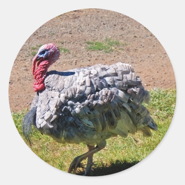 Blue Slate Thanksgiving Day Turkey Classic Round Sticker (Front)