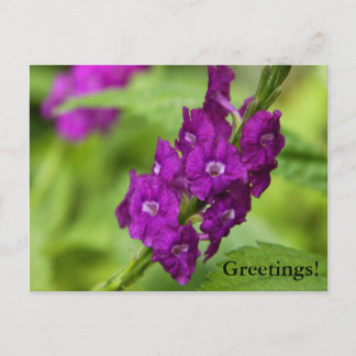 Blue Snakeweed Postcard