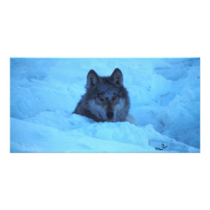 Blue Snow Timber Wolf Photo Card