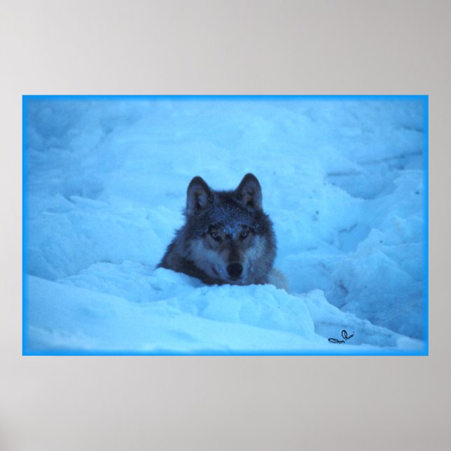 Blue Snow Timber Wolf Print (Front)