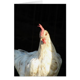 Blue Splash Hen
