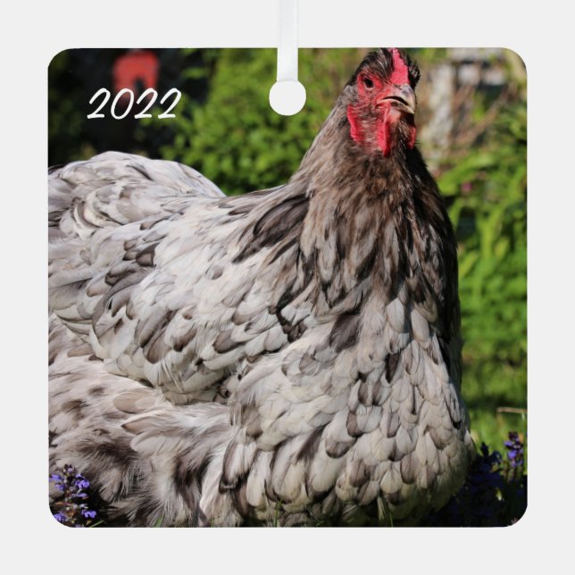 Blue Splash Orpington Hen  - Pet Chicken Metal Tree Decoration (Front)