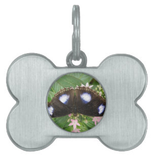 Blue Spotted Butterfly Pet Tag