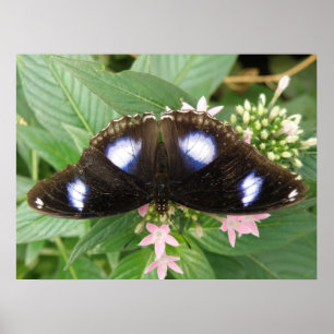 Blue Spotted Butterfly Print