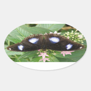 Blue Spotted Butterfly Stickers